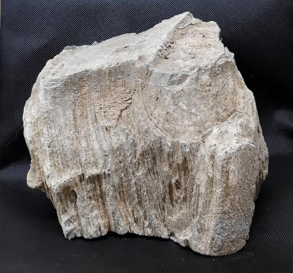 Versteinertes Holz Indonesien